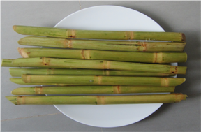 Sugar cane