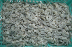 rpd-vannamei-shrimp-non-treated