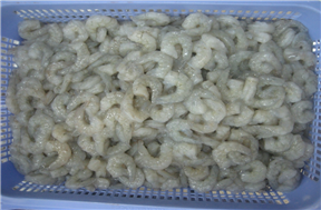 rpd-vannamei-shrimp-treated