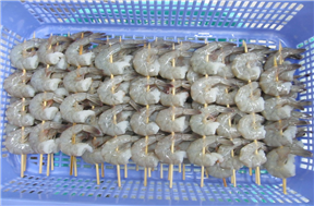 skewered-hlso-vannamei-shrimp