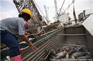COVID-19 khiến giá cá ngừ vằn, cá ngừ vây vàng tăng