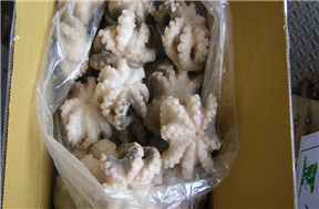 whole-round-cleaned-octopus-2-skin